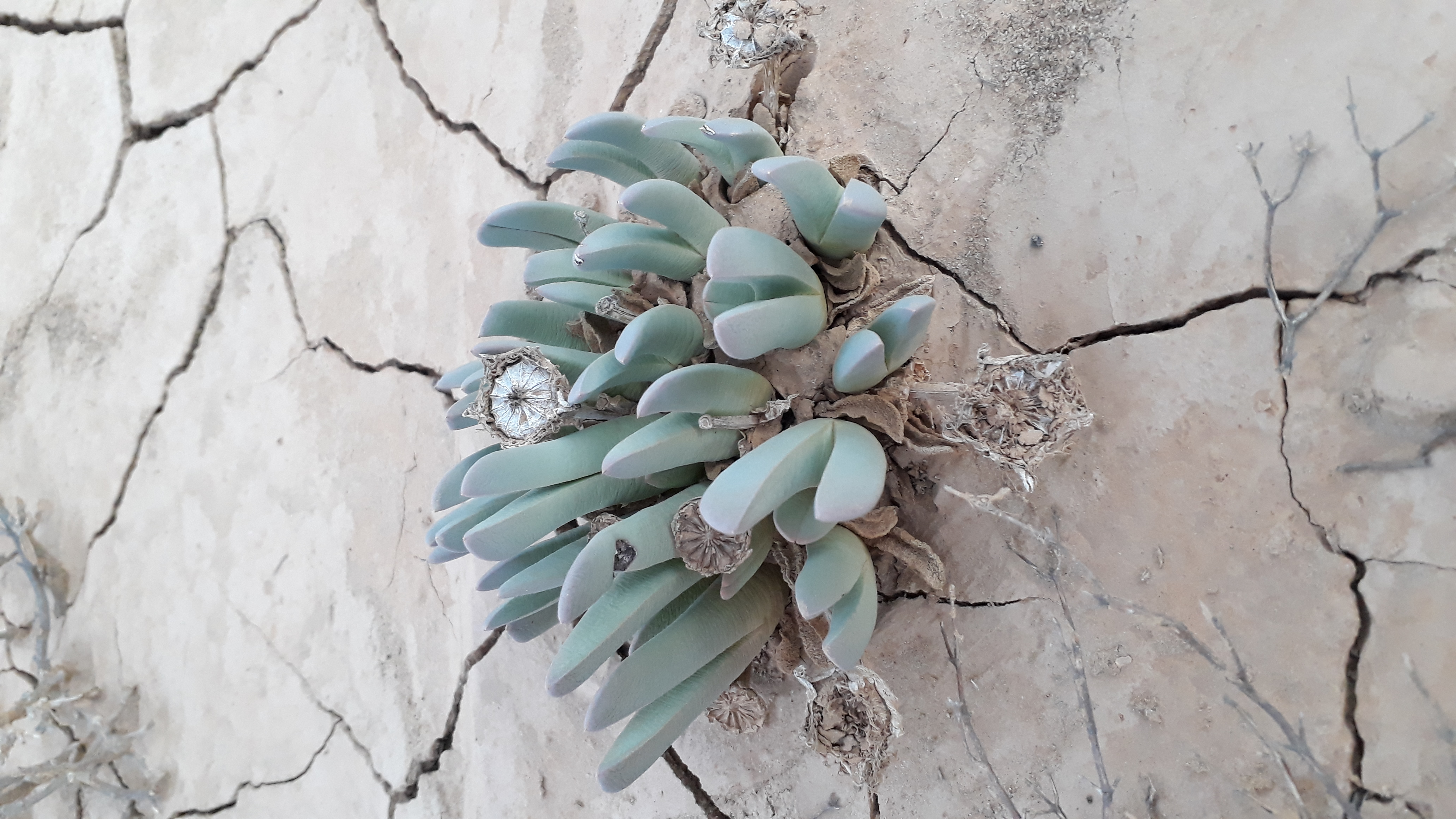 A succulent plant on cracked ground with several seed capsules.